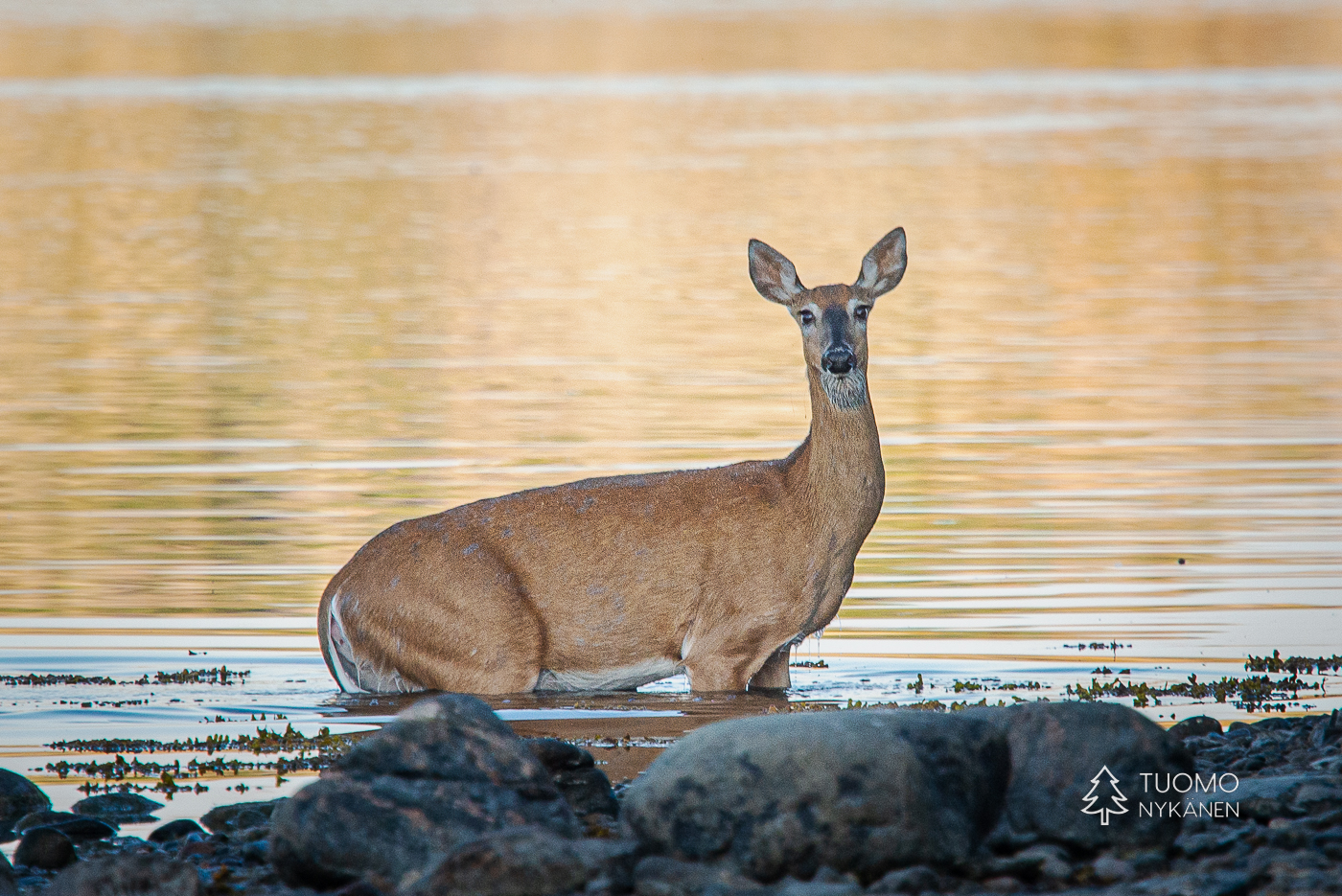 Valkohäntäpeura on yllättävän pätevä uimari.