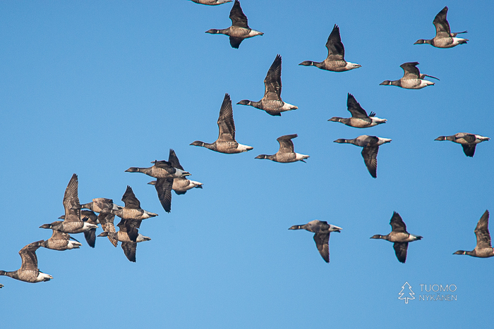 Hanhien kevätmuutto on aina vaikuttavaa aikaa.