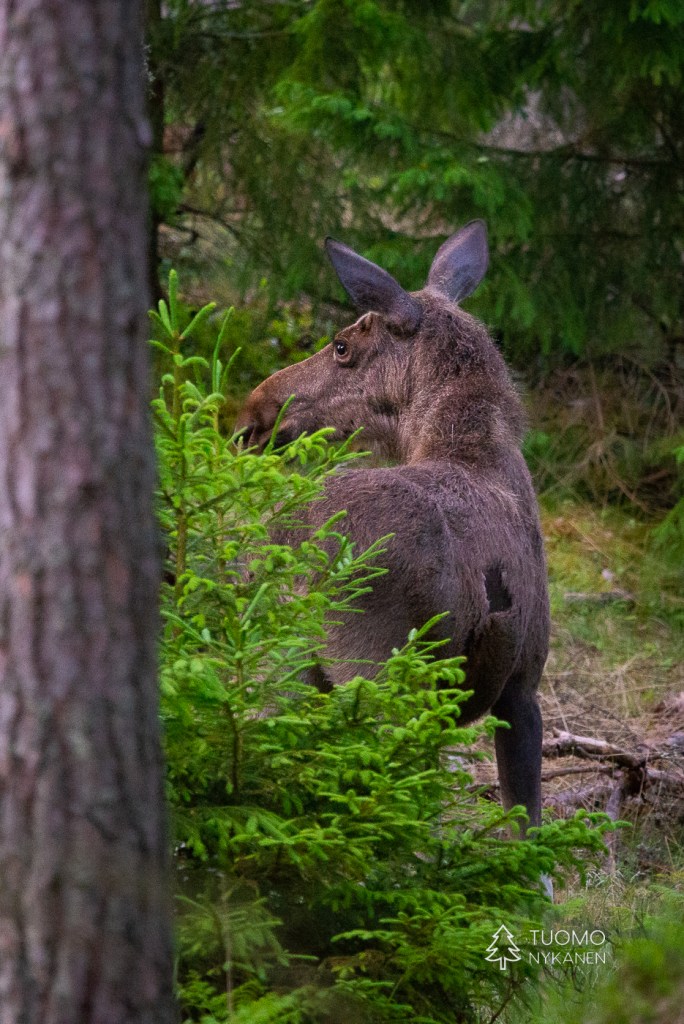 Porkkalanniemessä sorkkaeläimet ovat yleinen näky.