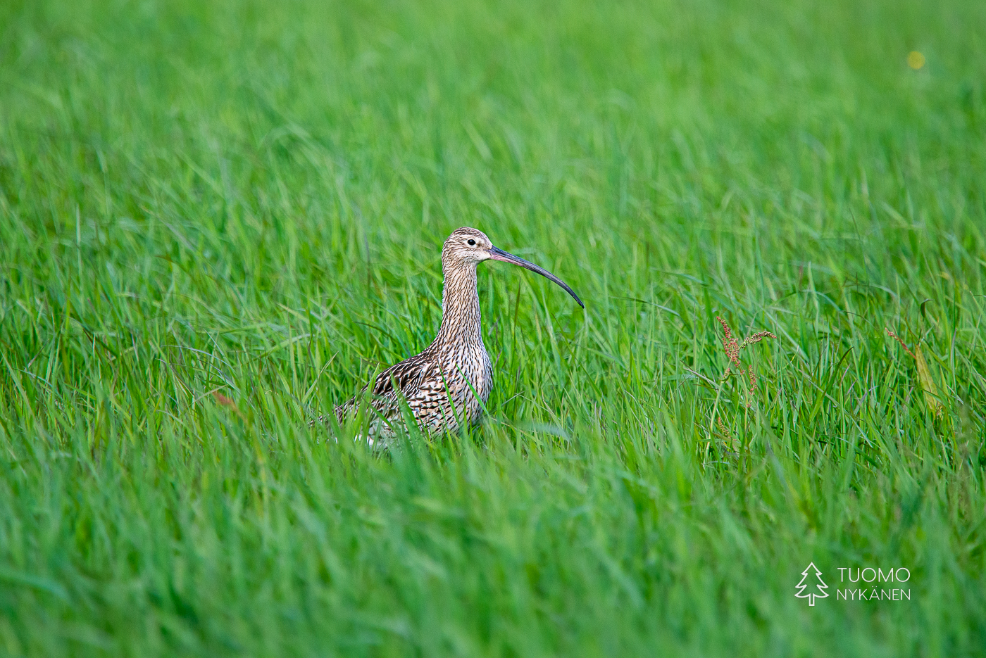 Hailuoto on muuttolintujen suosima levähdyspaikka.