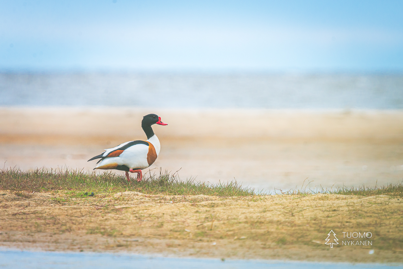 Ristisorsa on eksoottinen mutta vakituinen asukas Hailuodossa.