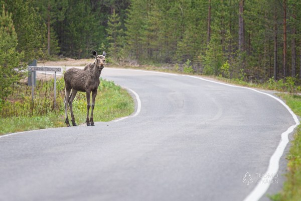 Iso tie halkoo Hailuodon saaren ja toiseen päähän ajaa 30 minuuttia.