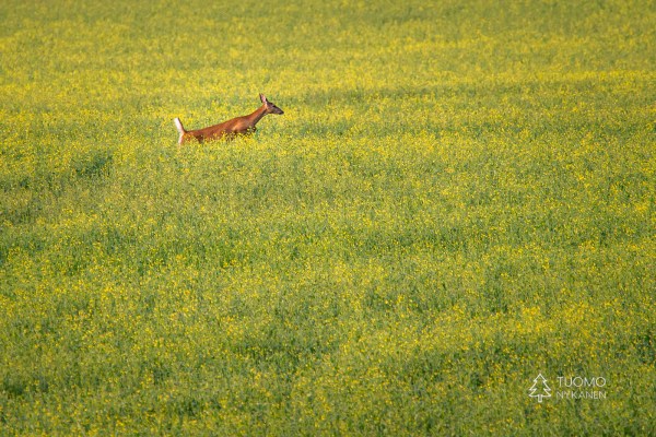 Pellot ovat täynnä elämää kesällä.