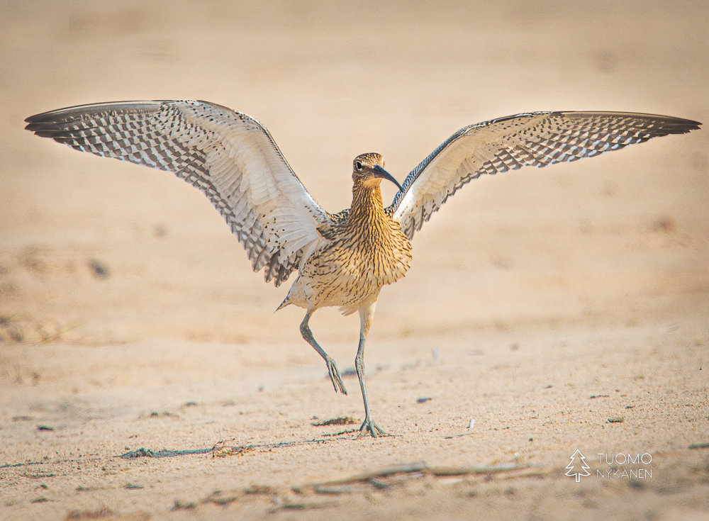 Linnut toivottavat tervetulleeksi avosylin.
