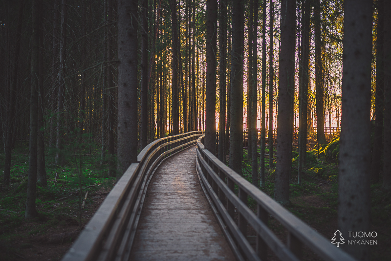 Aamu-usva vetää puoleensa läpi p