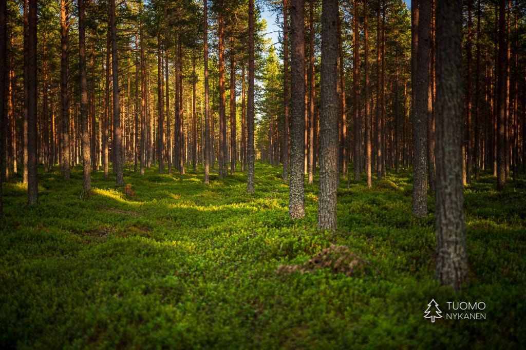 Vanhat metsätiet tarjoavat hyvät pohjat liikkumiseen Hailuodossa.