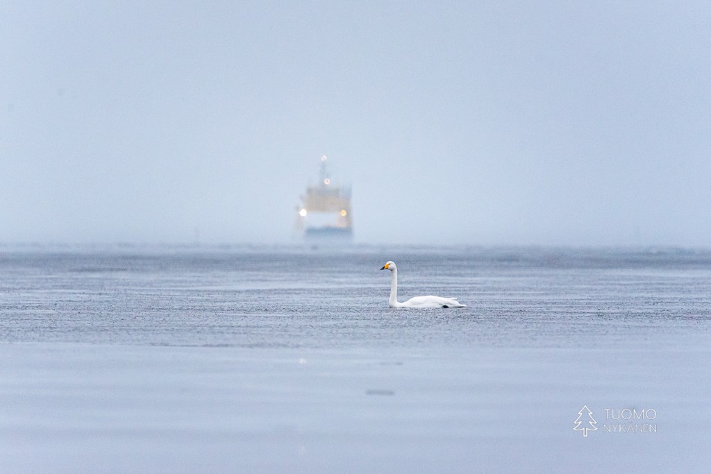 Lautta kuljettaa hailuotoon talvisinkin kunnes jäätie on käytössä.