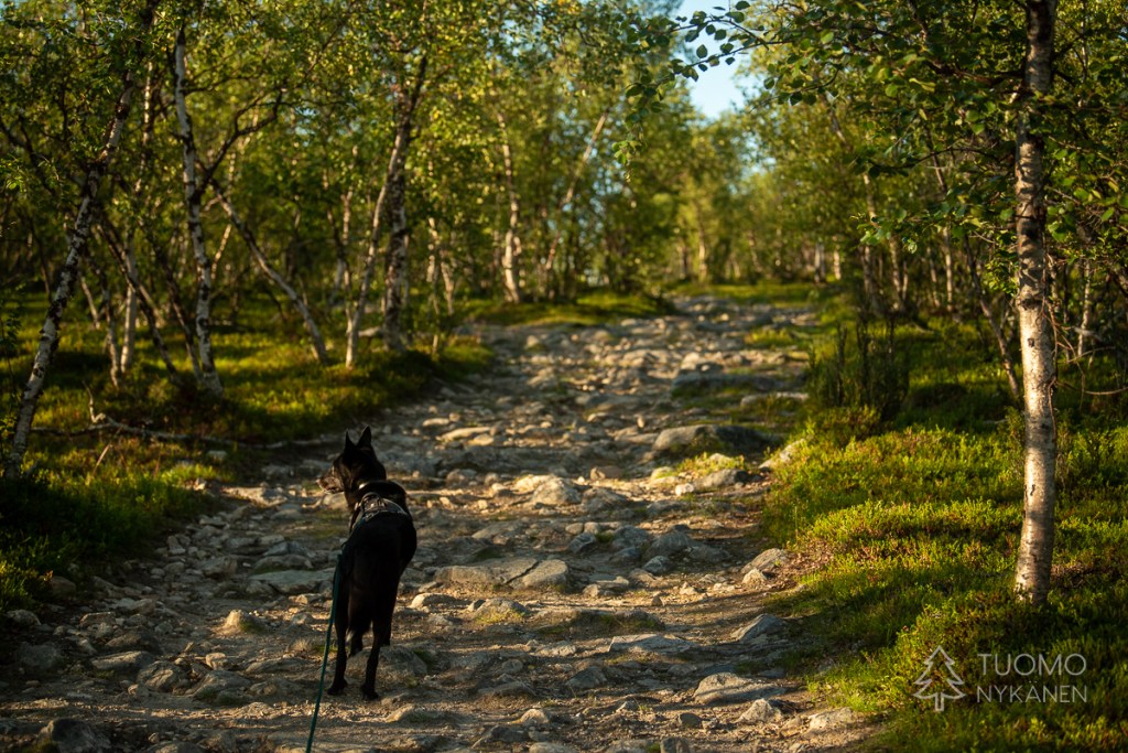 Ivanasvarrin polku Kaldoaiviin on erittäin kulunut ja kivikkoinen.